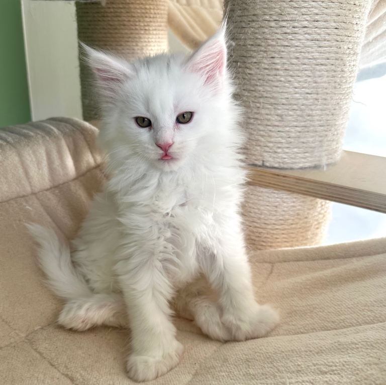 Polydactyl Maine coon kittens 1 BOY LEFT