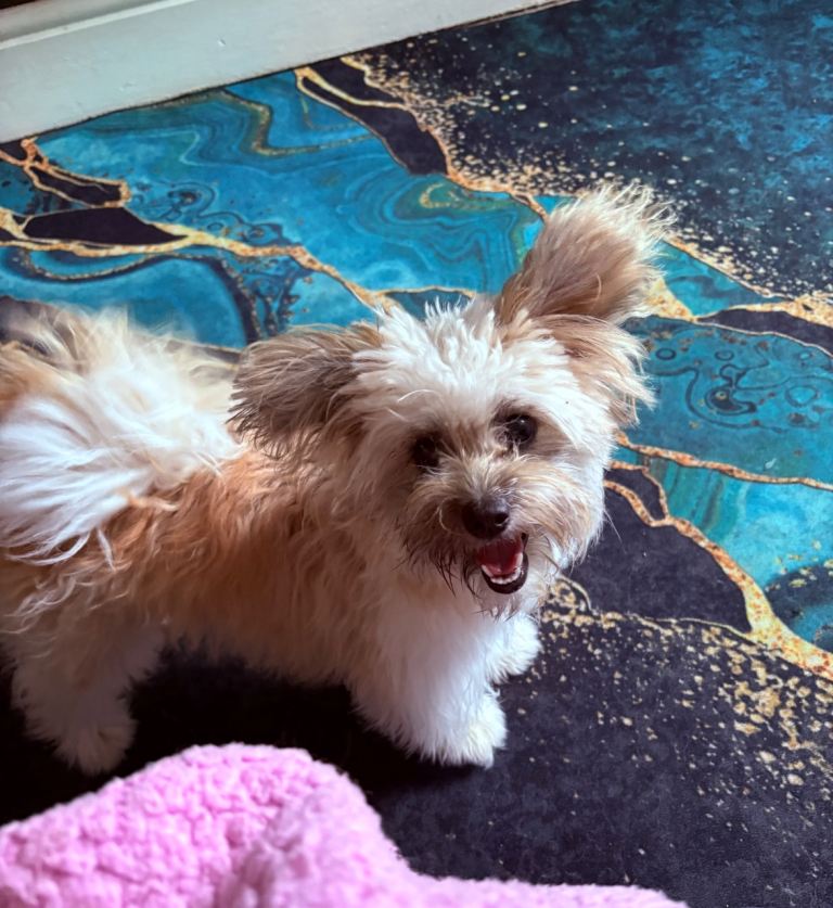 This is biscuit she is 9 months old 