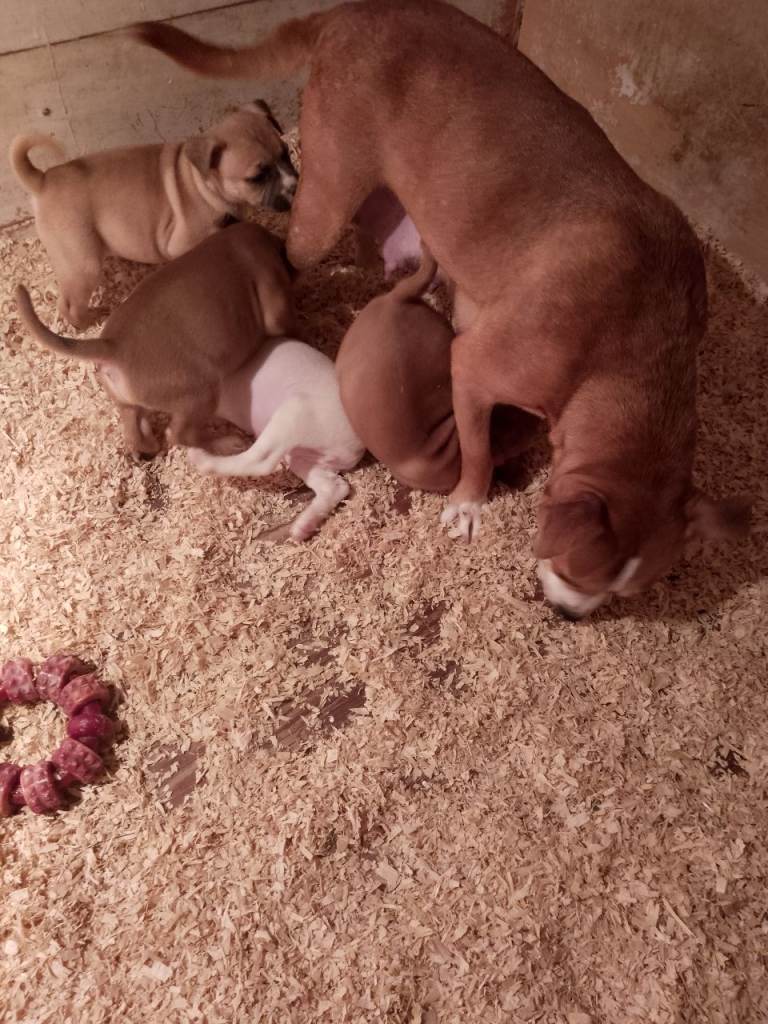 staffordshier bull terriers pups