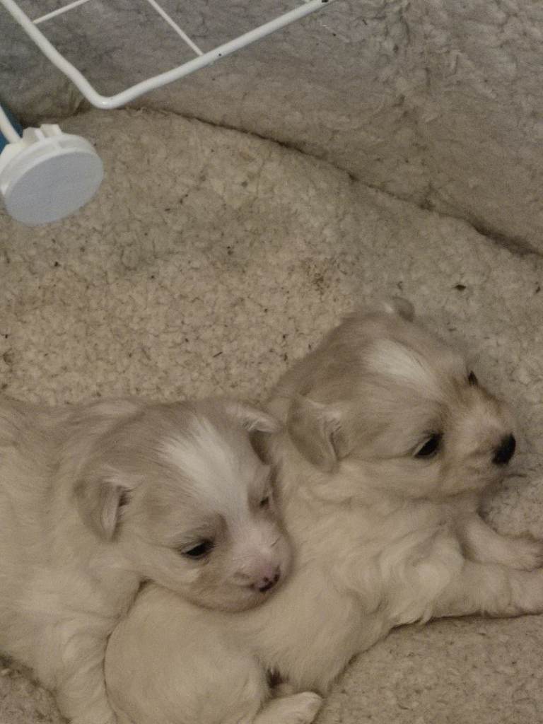 Maltese boy puppies 