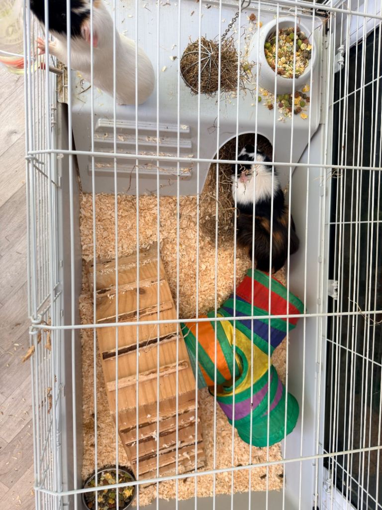 2 Male guinea pigs and indoor cage