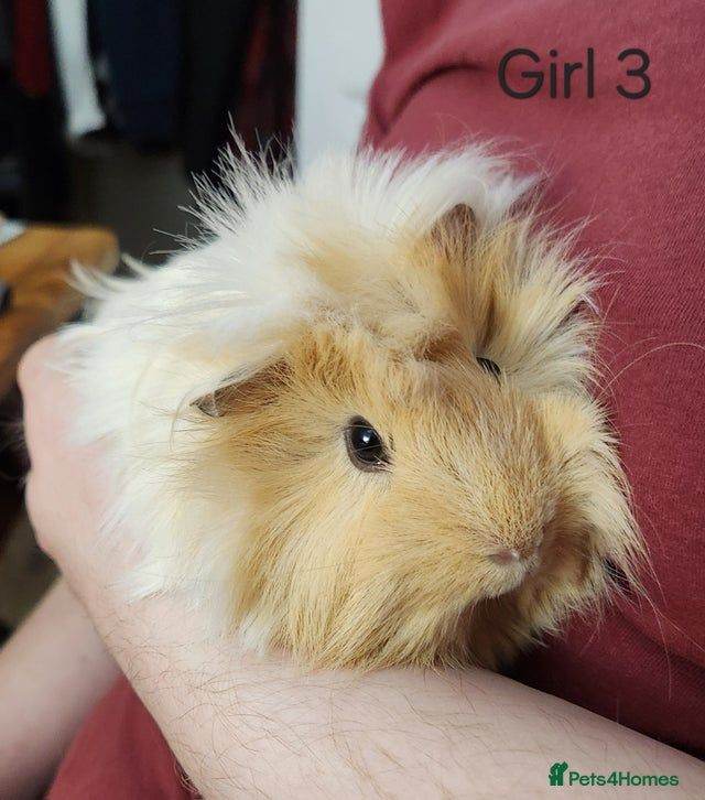3x gorgeous female Guinea Pigs with Indoor Hutch and Accessories 