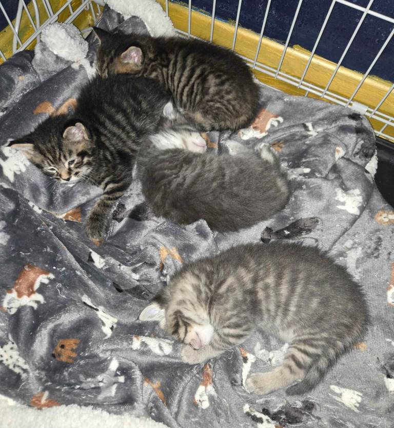 Main Coon x kittens 