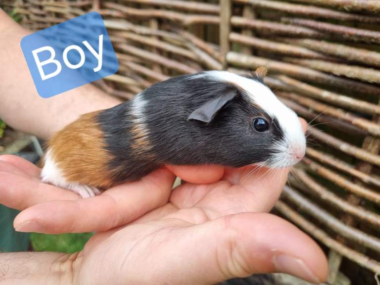 Tricolour guinea pigs, babies and adults