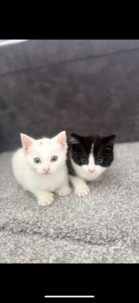 KITTENS TURKISH ANGORA X MIXED