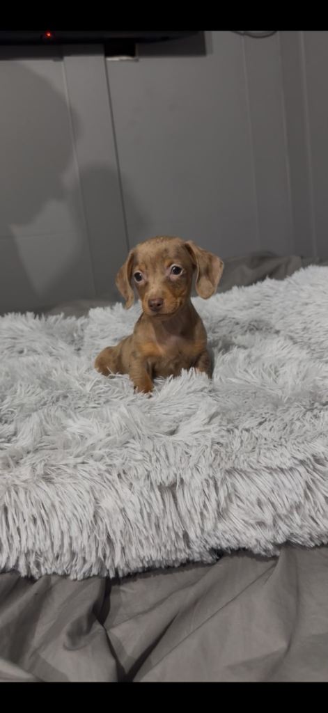 Stunning dashhound puppies ready to leave 