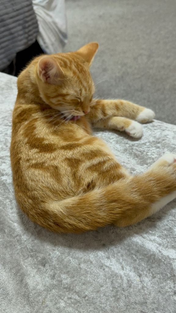 Four month old kitten 