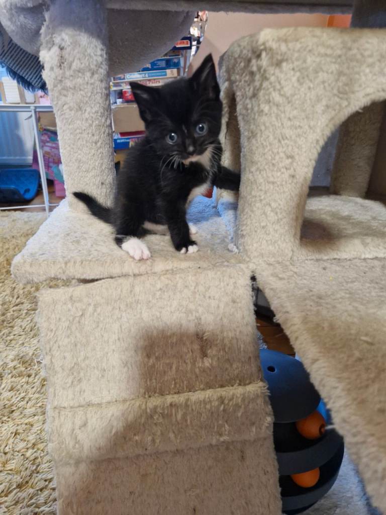 British Short Haired kittens 3 boys 3 girls