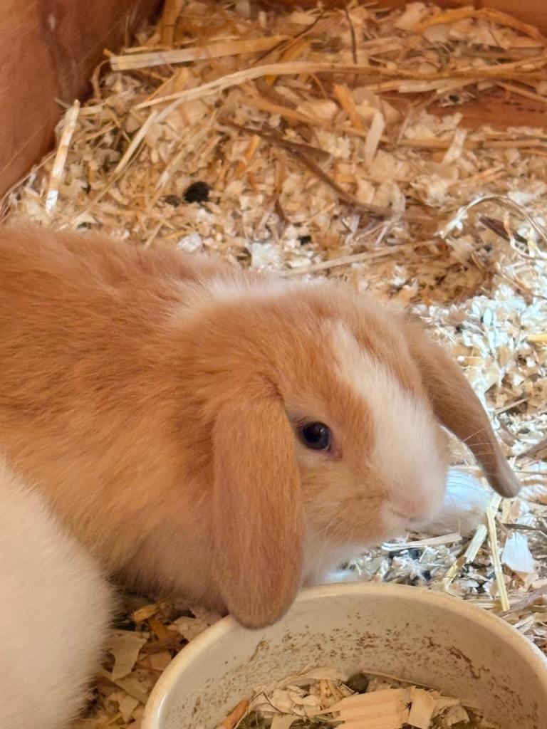 Mini Lop babies