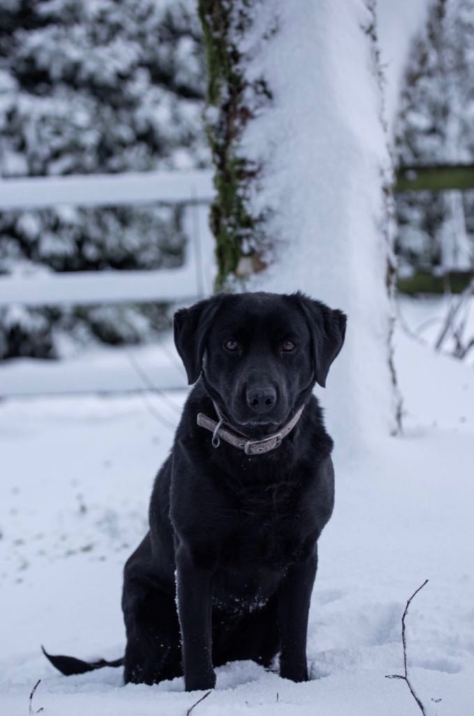Black Labrador