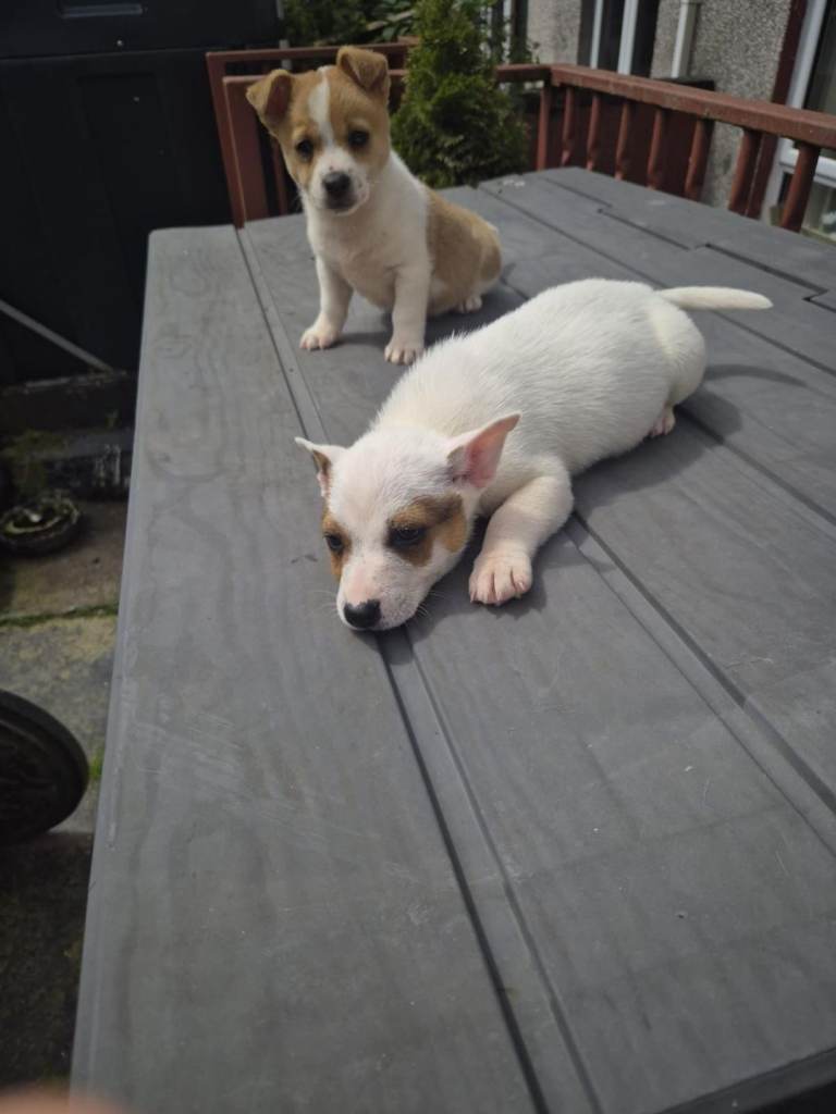 Jack Russell puppies 