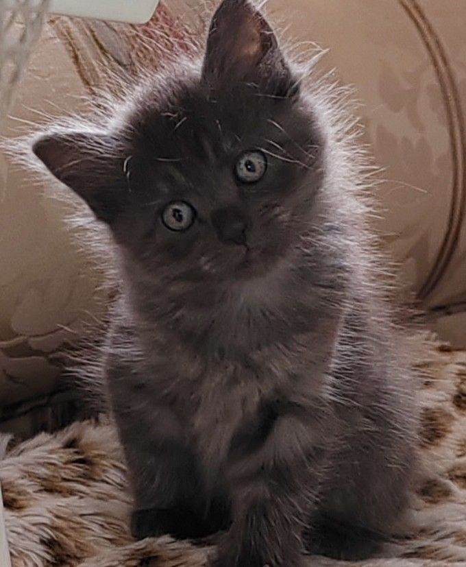 Beautiful kittens for sale