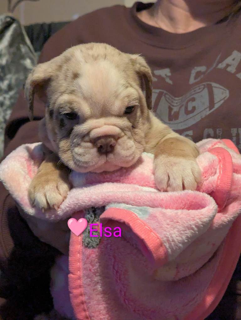 STUNNING OLD TYME ENGLISH BULLDOG PUPPIES 