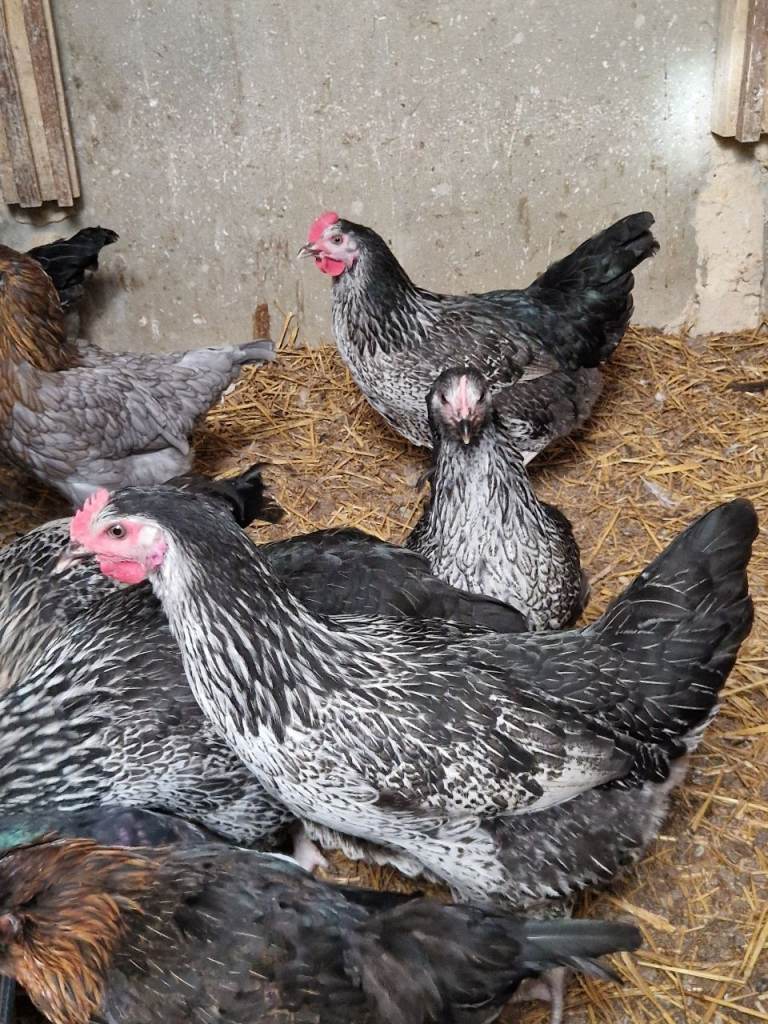 Beautiful kids friendly Chicken for sale 
