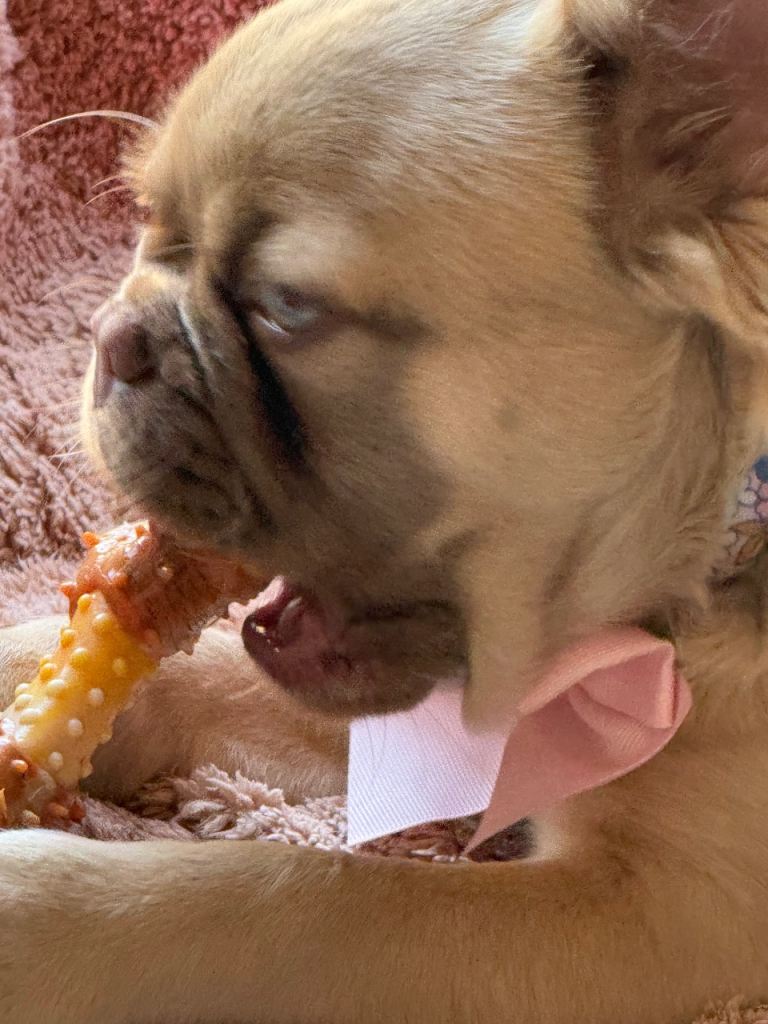 Visual fluffy French bull dog 