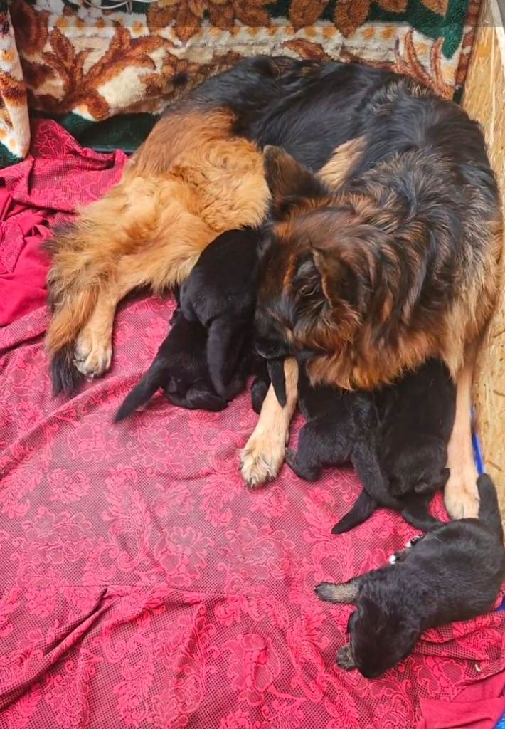 Black German shepherd puppies