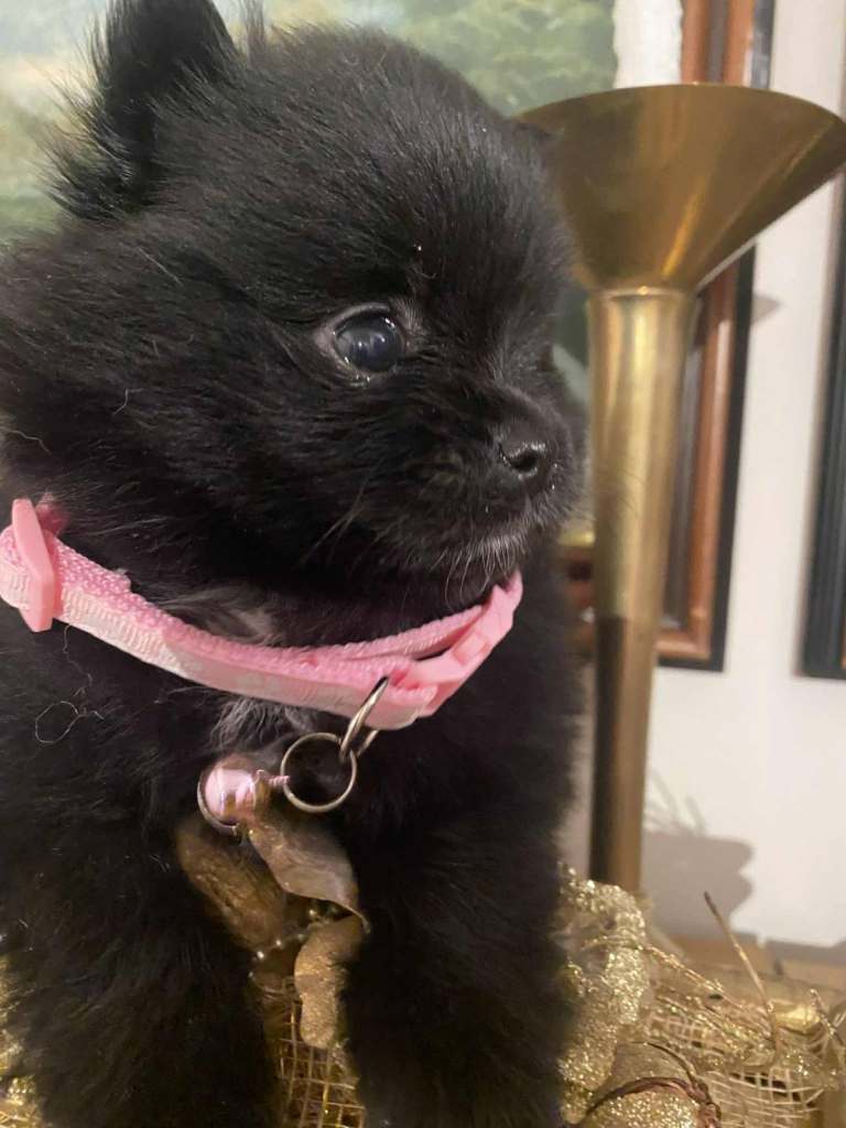 Pomeranian puppies - AVAILABLE 