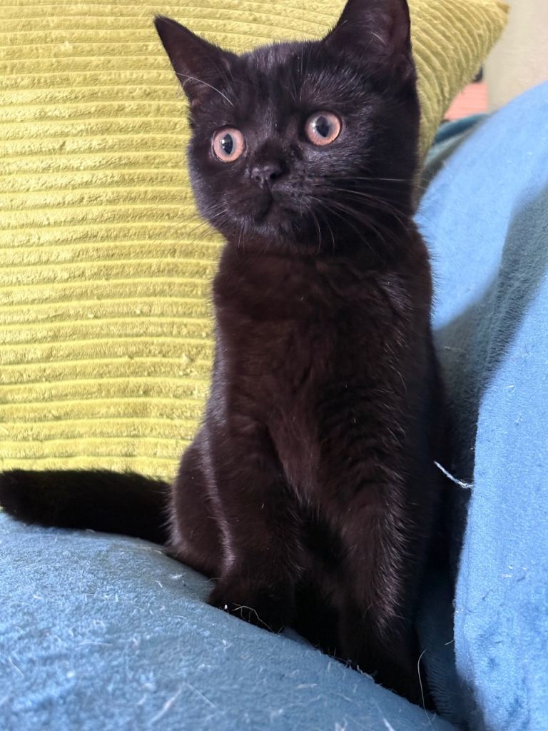 British shorthair kittens 