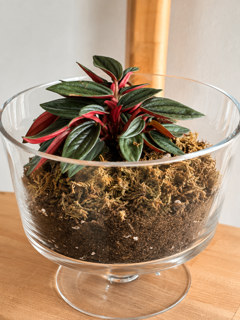 Lovely Peperomia Plant in Glass Terrarium Bowl