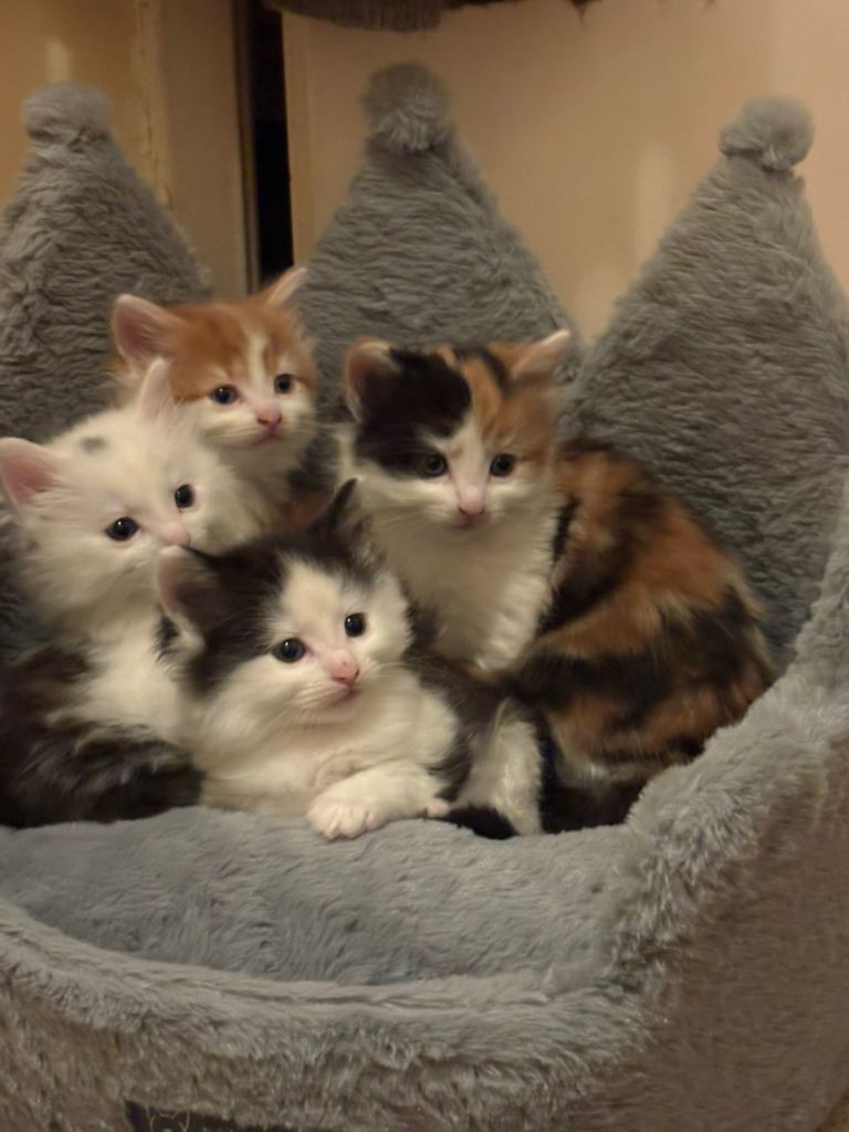 Kittens looking for their new homes!