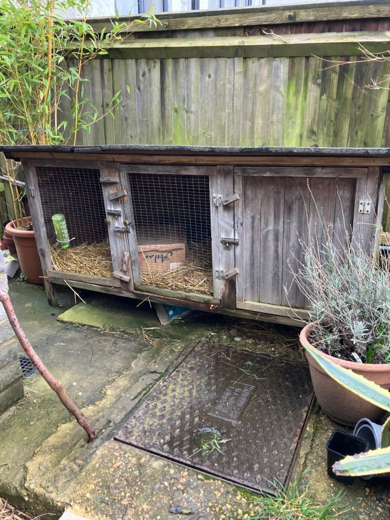 Free Guinea outdoor hutch