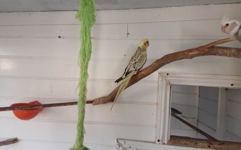 For sale young cockatiels 