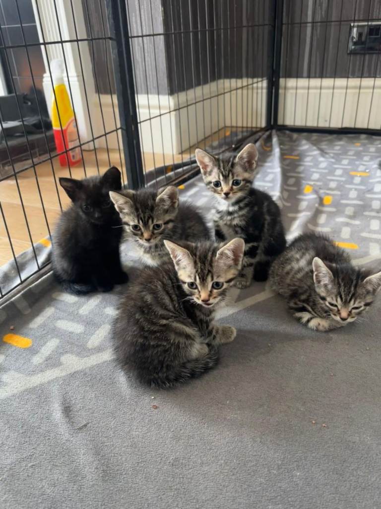 British Cat and Bengali Kittens 