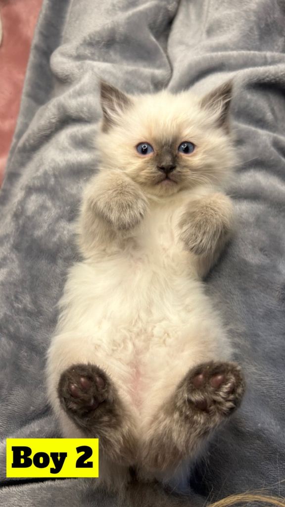 Ragdoll kittens 
