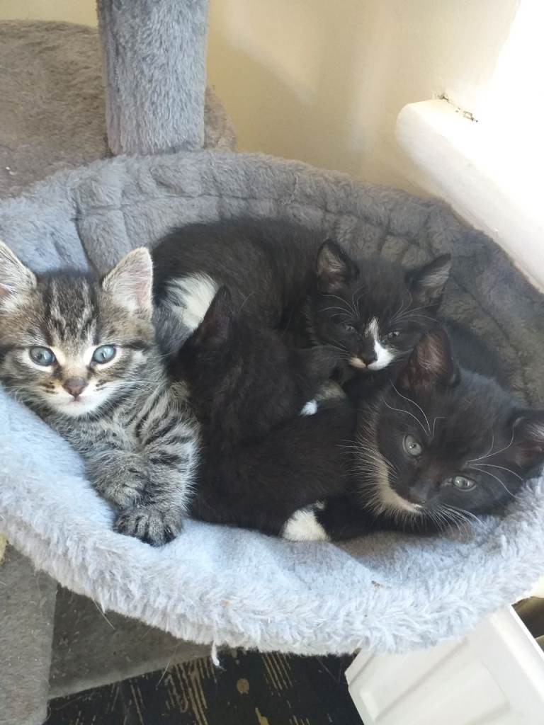 Kittens