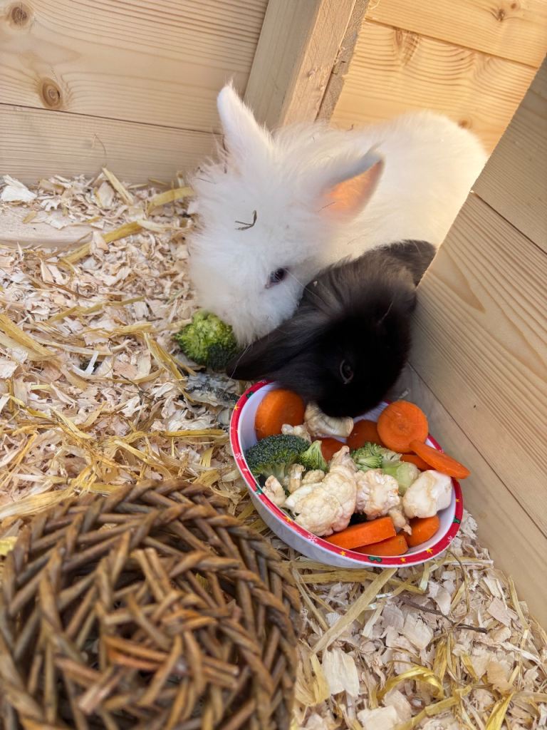 Male bonded rabbits 