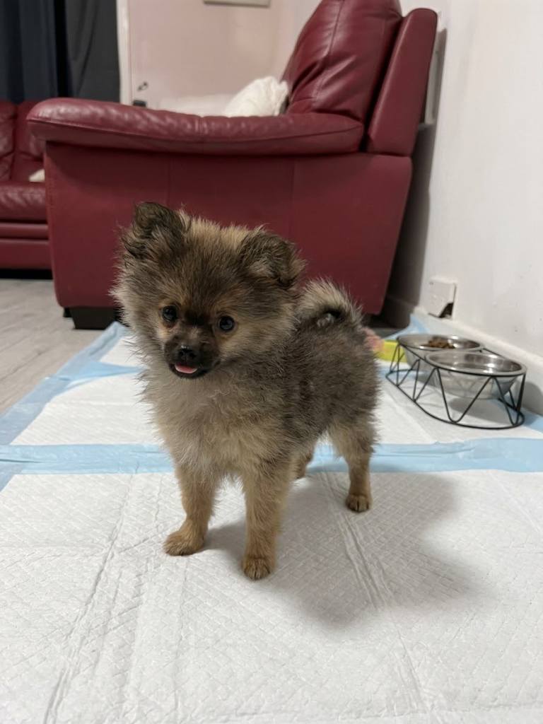 Puppy 