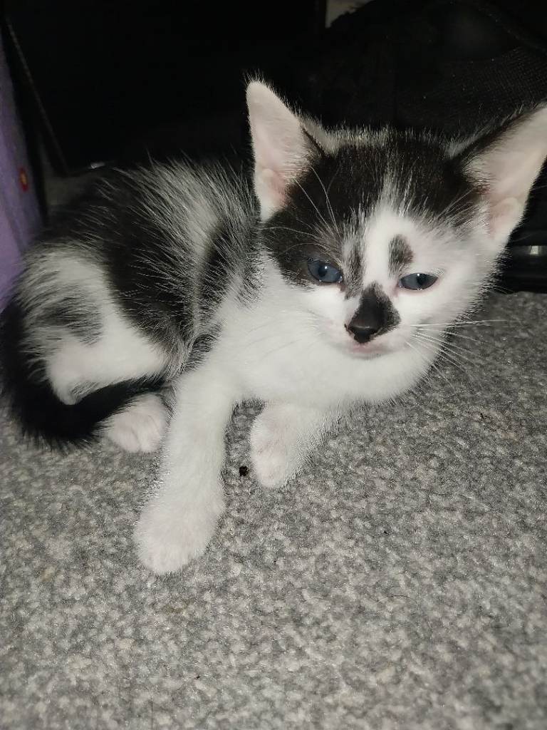 Kitten