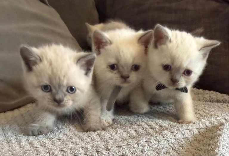 British shorthair colourpoint kittens 