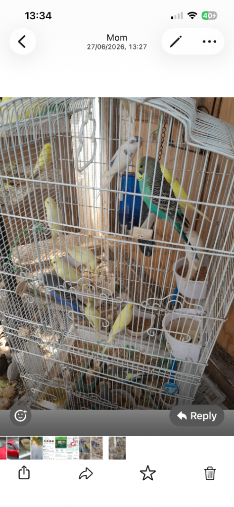 Baby budgies 
