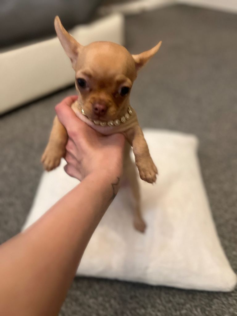Extra small Chihuahua apple head