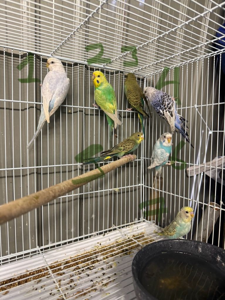 Budgies for sale 