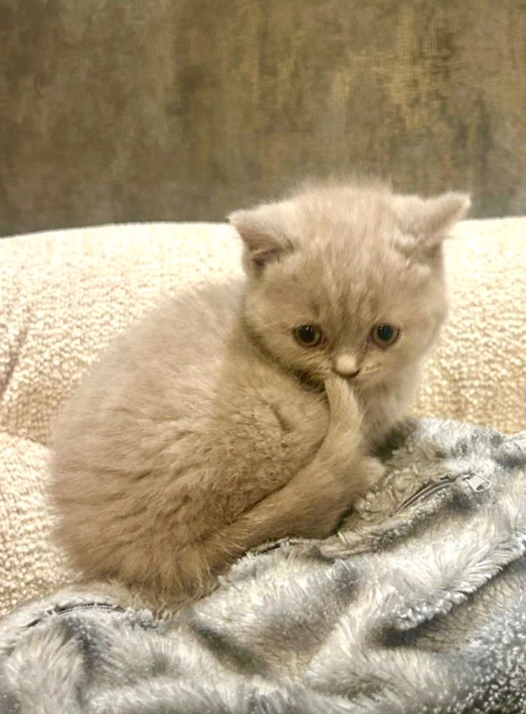 British short hair kitten