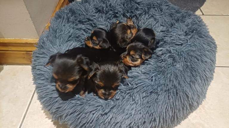 Miniature yorkshire terrier 