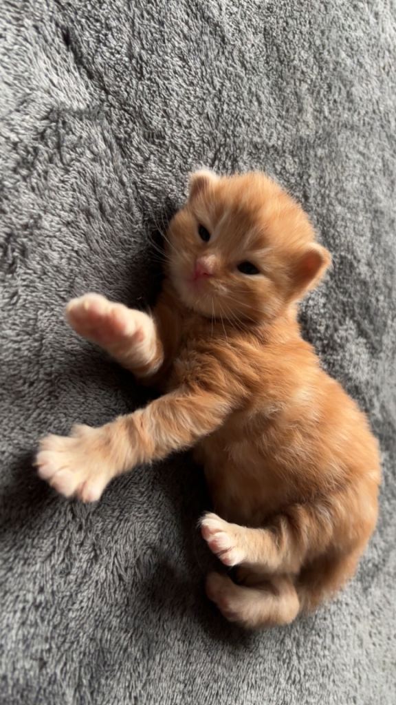 All kittens have been reserved 