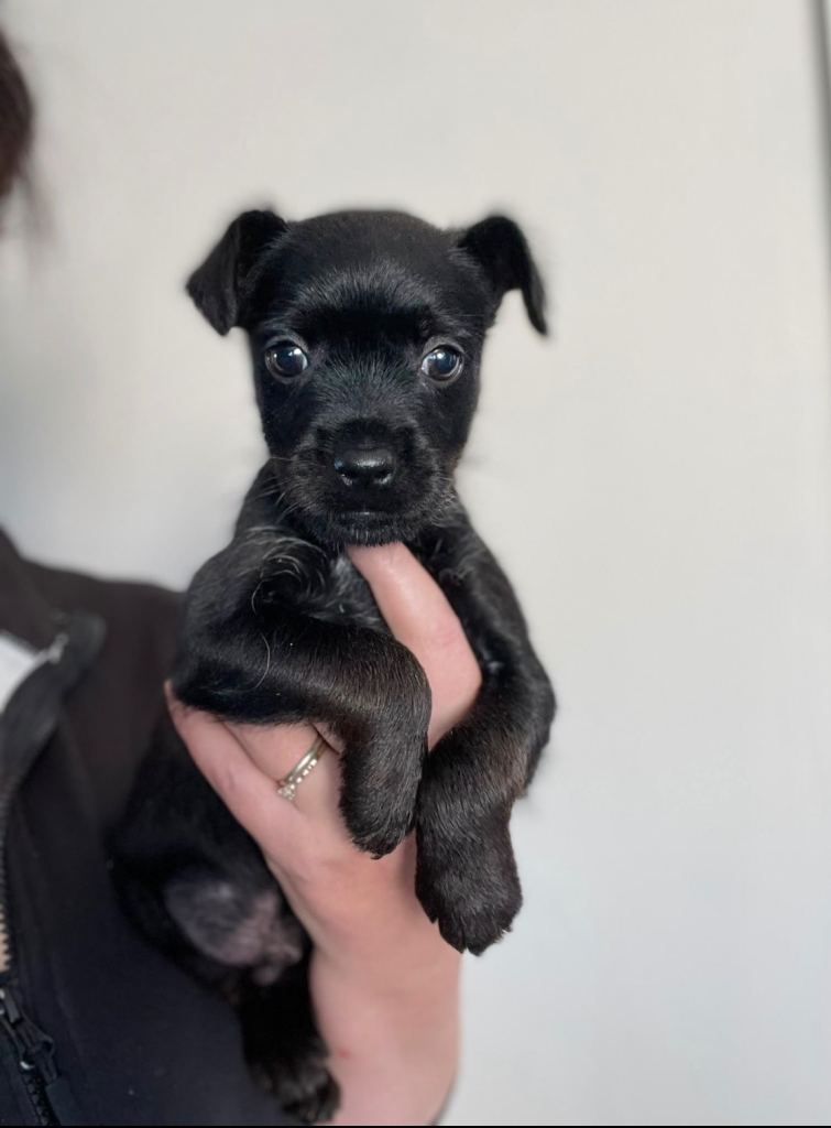 1 Male Patterdale Terrier 