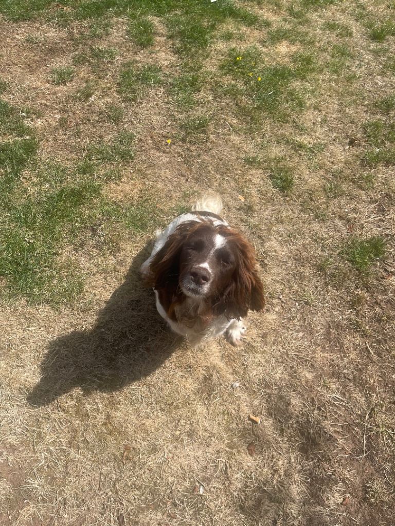 Sprocker spaniels