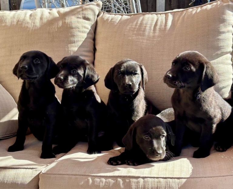Labrador retriever puppies