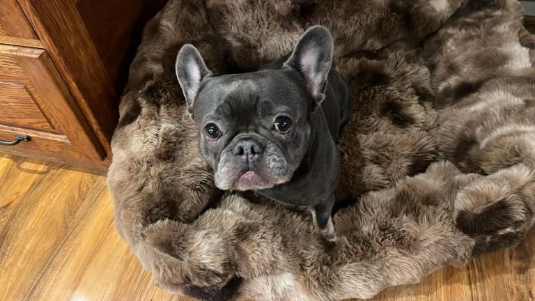 French Bulldog 