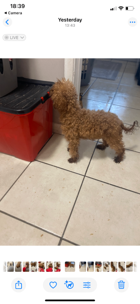 Toy poodle puppies for sale 