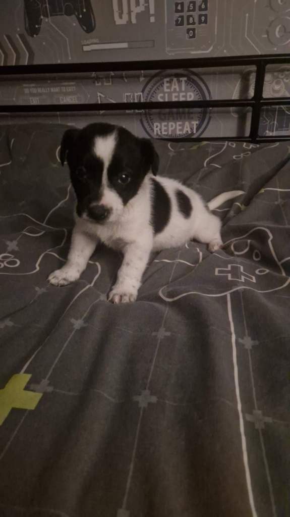 Jack Russell puppies