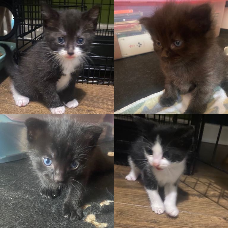 Kittens for loving homes😻
