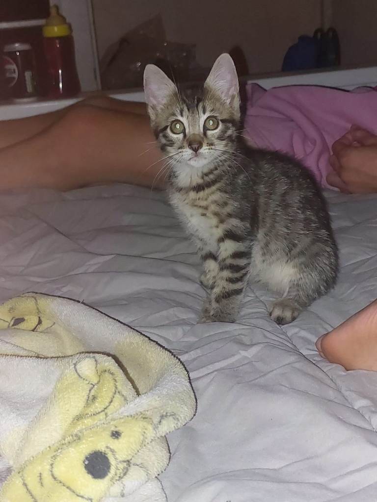 Half bengal kitten female