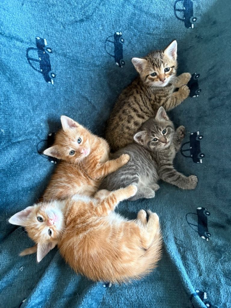 Beautiful kittens for sale 