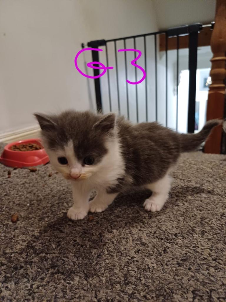 Stunning ragdoll cross Russian blue kittens 