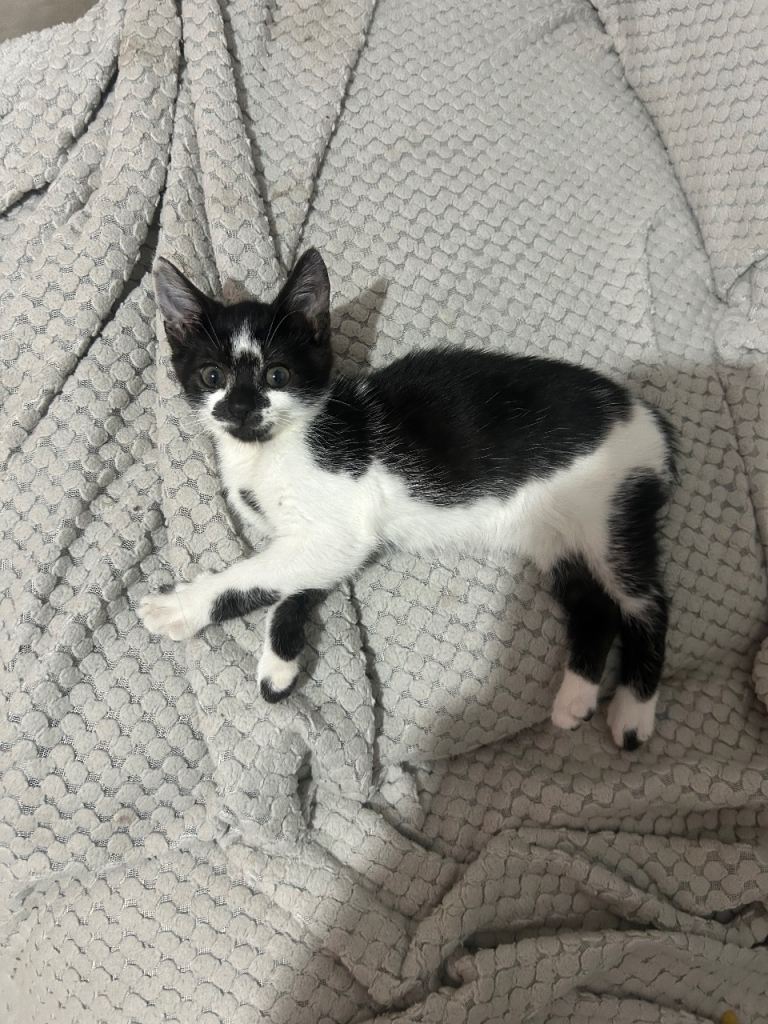 black and white kitten (10 weeks old)